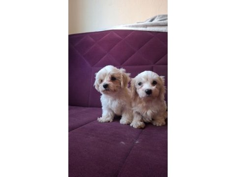 Kore maltese bebekler