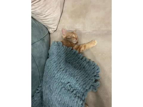 Ücretsiz sahiplendirme sarman kedimiz