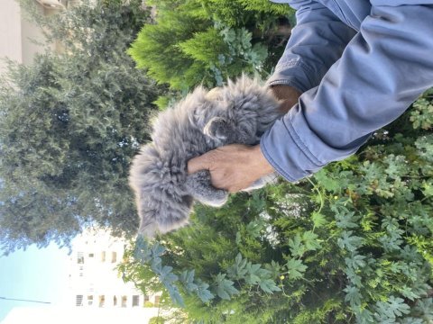 Yavrularımız ırk ve sağlık garantili british longhair