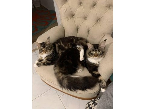 Xxl maine coon kediler 7 haftalık