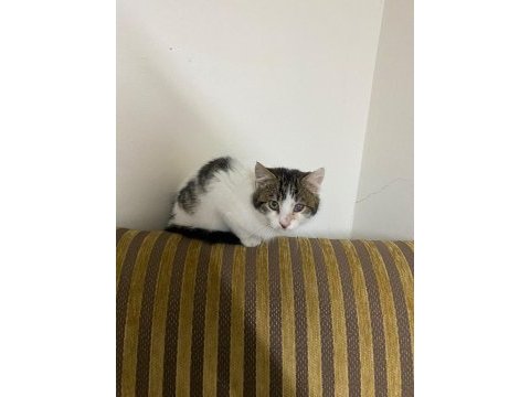 Kedimiz sahipsiz kalmasın