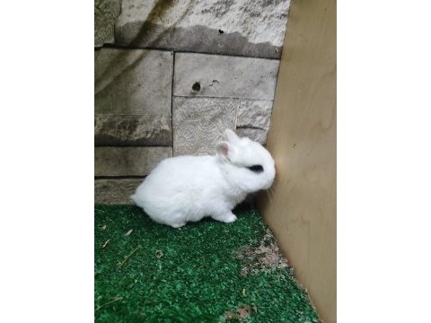 Orjinal cüce tavşan yavruları istanbul / adrese teslim