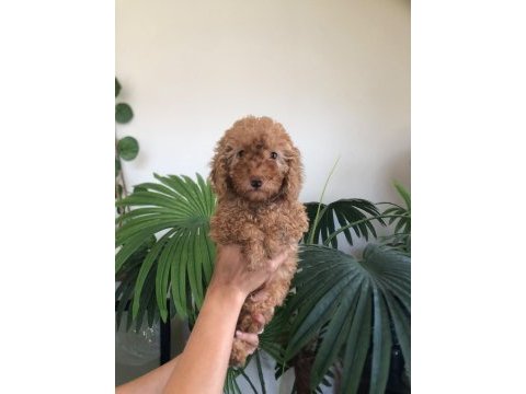 Dişi poodle 2 aylık