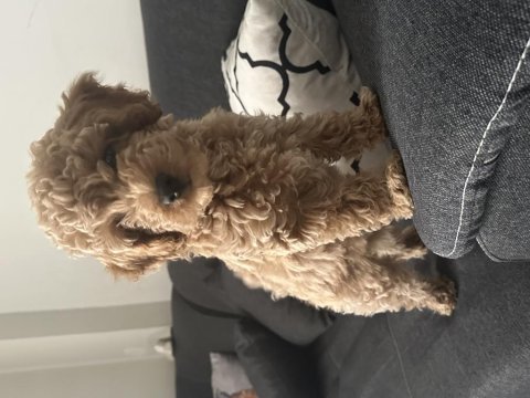 Toy poodle köpeği