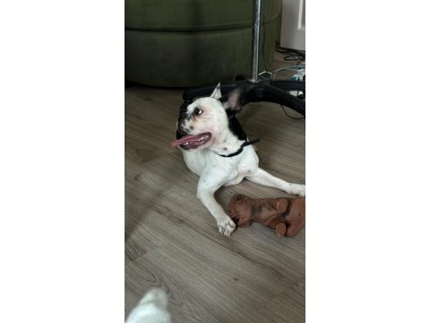 8 aylık tüm aşıları kimlik çip tam dişi french bulldog
