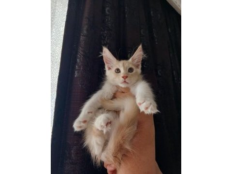 Safkan şecereli maine coon yavrular