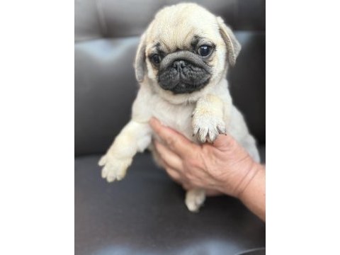 Pug mops yavru köpekler