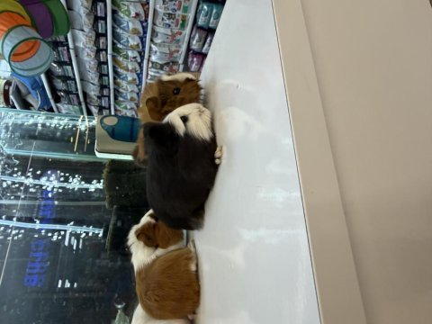 Ginepig yavruları citypetshop