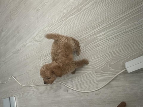 Bakamadığım için poodle