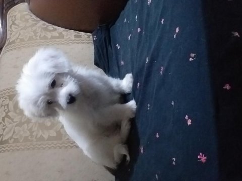 Çift aşılı yavru köpeğimiz dişi