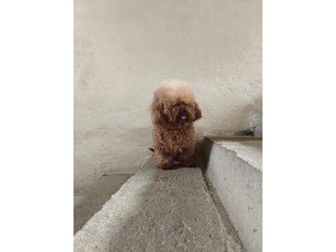 3 yaşında erkek poodle