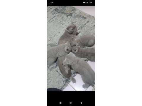 Yavru kediler sahiplendirilecek ihtiyacı olana