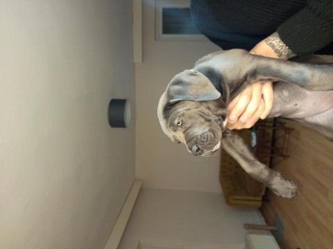 Dev cane corso blue yavrumuz dişi