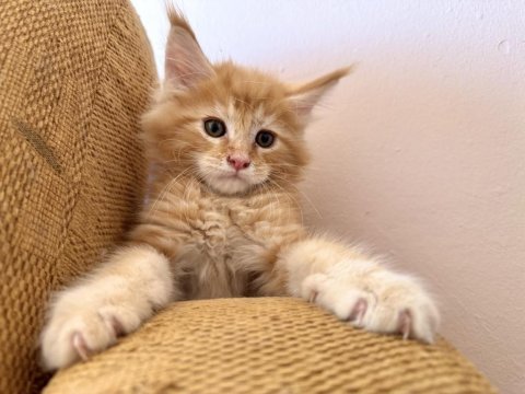 Safkan black smoke blue smoke black red solid maine coon