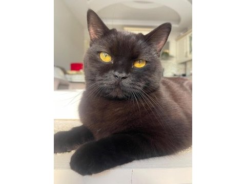 Güzel british shorthair kızım lucy e ömürlük yuva arıyoruz