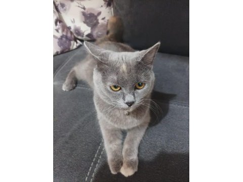 5 aylık dişi scottish