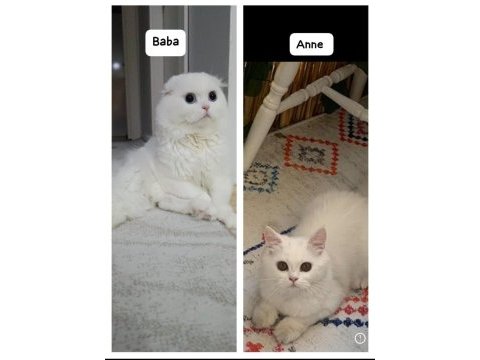 Scottish fold longhair