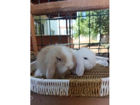 Hollanda teddy lop tavşanlar sütten kesilenler