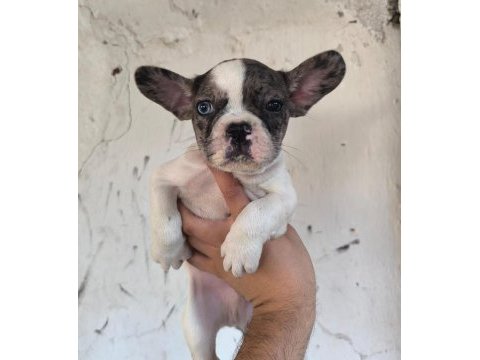 Kaliteli ve özel renkli french bulldog yavrular