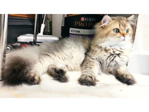 2 aylık kar beyaz mavi göz scottish fold dişi