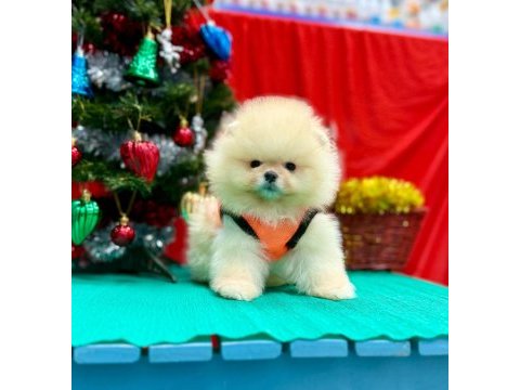 Safkan pomeranian boo yavrularımız