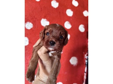 Toy poodle ayarında cavapo erkek bebekler