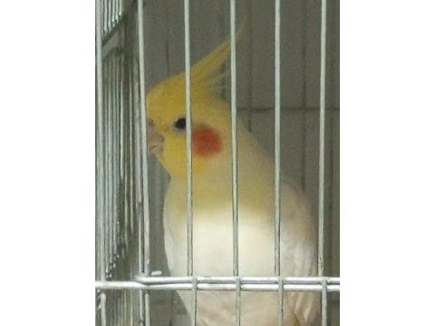 Tecrübeli yaşında erkek sultan papağanı