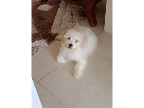 3 aylık erkek yavru köpeğimiz