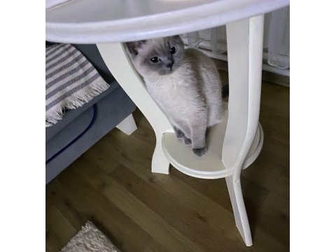 Ücretsiz british shorthair kedisi