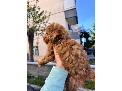 Toy poodle yavrular