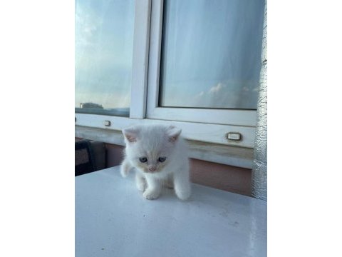 Acil british longhair erkek 12 nisan doğumlu