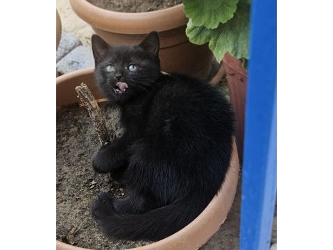 Simsiyah lekesiz yeşil gözlü british shorthair