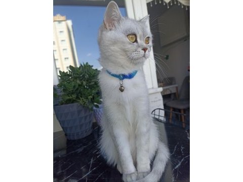 British shorthair kısır dişi