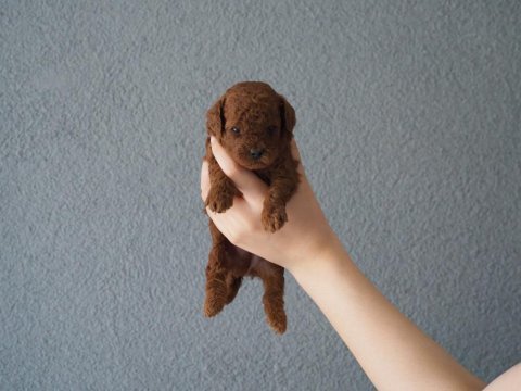 Rezerveye uygun toy poodle