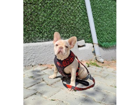 Evinize neşe katacak french bulldog yavrumuz