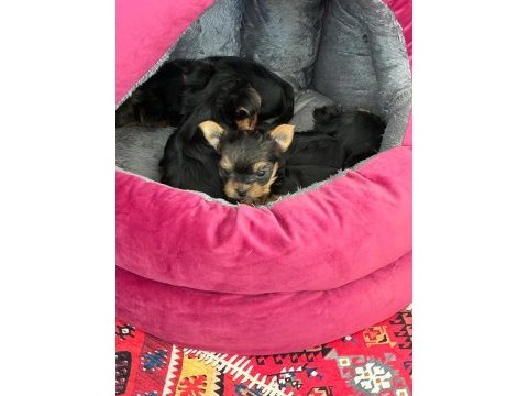 30 mart doğumlu yorkshire terrier kızlar