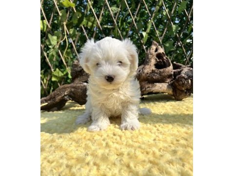 Kar beyaz maltese terrier yavrular