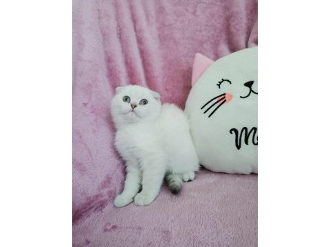 Teslime hazır scottish fold yavrumuz