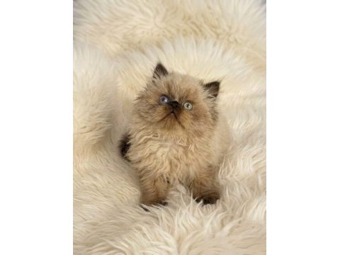 İran himalayan (odd eyes)