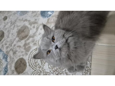 British longhair (çiftleştirme)