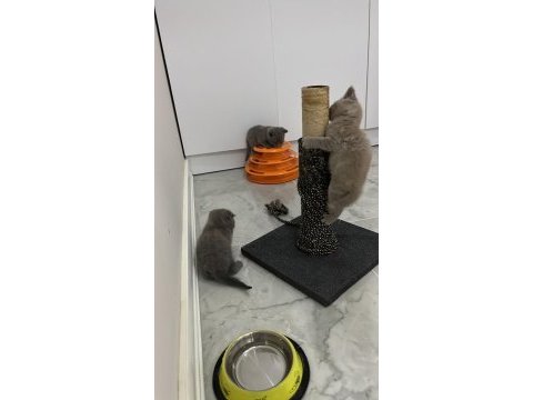 Orjinal safkan scottish fold bebekler