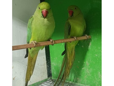 Kapalı bilezik pakistan papağanları