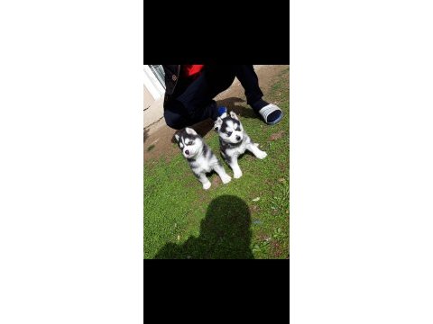 Safkan a kalite scr husky yavrular