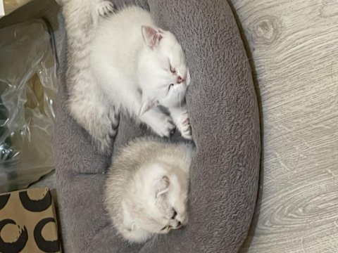 2 dişi ve 2 erkek ballı lokma yavru kediler