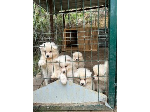 Kıf/fcı şecereli en iyi kalite samoyed bebekler