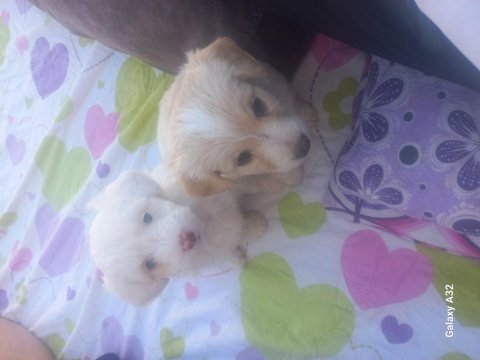Harika oyuncu köpekler çok tatlılar