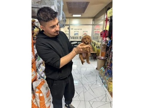 Üst kalite toy poodle yavrular
