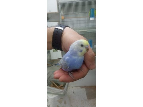 Rainbow muhabbet kuşu yavrular