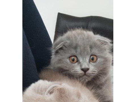 Scottish fold