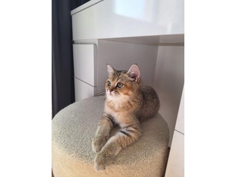 Golden british shorthair